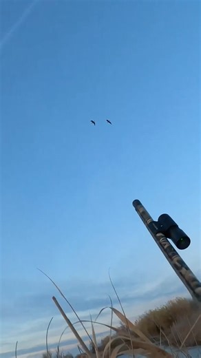 I don’t touch my gun until I’m ready to pull the trigger ! #goosehunting #hunting @bossshotshells