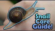 How to Care for Pet Snails!