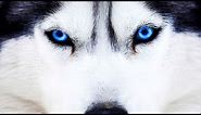Top 15 Most Beautiful Dogs Breeds in the World - You Must See!