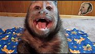 Capuchin Monkey Bedtime Crybaby CUTE