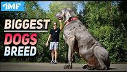TOP 10 BIGGEST DOG BREEDS In The World 2020