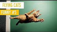 Funny Cat Videos #5 - Flying Cats - Meow Paw
