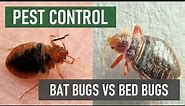 Bat Bugs VS Bed Bugs [Bed Bug & Bat Control Video!]