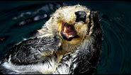 Watch | Sea Otters Have Pockets | Oceana Canada