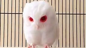 How mesmerizing is this albino owl?! :O - ViralNova Animals