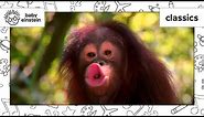 World Animal Adventure, Part 1 | Animal Videos for Kids | Baby Einstein