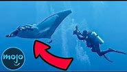 Top 10 Giant Living Sea Creatures On Earth