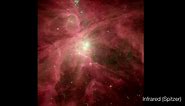 NASA Scientific Visualization Studio | The Orion Nebula: Visible and Infrared Views