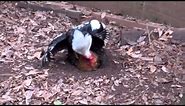 Black and White Rooster, Black and Orange Hen