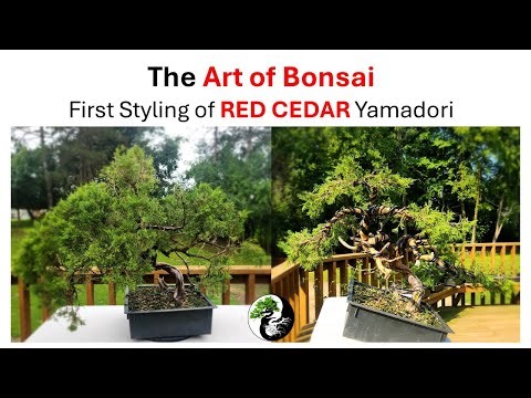 Eastern Red Cedar Bonsai Transformation
