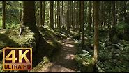 4K Virtual Forest Walk along Middle Fork Trail at Snoqualmie region. Part 1- 3 HR Relax Music