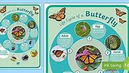 Butterfly Insect Complete Metamorphosis Life Cycle Display Poster (Minibeasts)