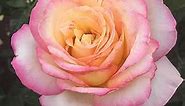 Heirloom Roses Rose Plant - Peace Rose Bush, Hybrid Tea Roses, Live Plant for Planting Outdoors