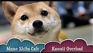 Mame Shiba Cafe 豆柴カフェ // Kawaii Overload