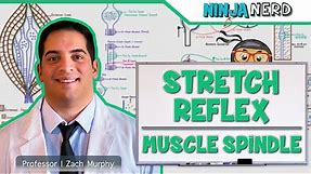 Neurology | Spinal Cord: Stretch Reflex | Muscle Spindle