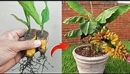Crazy Skills growing Banana tree from banana fruit