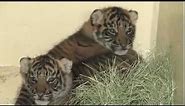 Los Angeles Zoo Sumatran Tiger Cubs