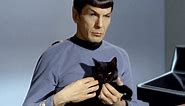 The Best ’Star Trek' Cat Names For Your New Feline On The Furry Frontier - CatTime