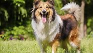 What Is the Difference Between a Collie & a Sheltie? | Cuteness