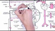 Vasculitis Pathophysiology Overview