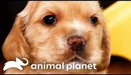 The Most Adorable Animal Moments You Need To See | Too Cute! | Animal Planet