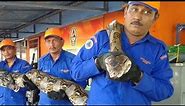 World's longest snake found?