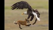 LIVE- Eagle Steals Rabbit from Fox - Brilliant Photography