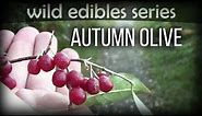 Autumn Olive - Wild Edibles Series