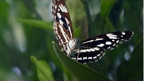 Our Common Homeland: Butterfly emerging from cocoon