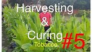 How To Grow Tobacco In UK #5