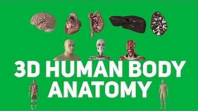 3D Human Body Anatomy Animations | Medical Green Screen | Graphics & Animation