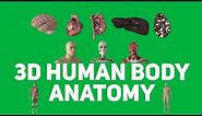 3D Human Body Anatomy Animations | Medical Green Screen | Graphics & Animation