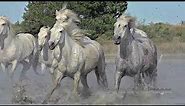 Beautiful Camargue horses running through water, France