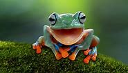 Facts About Frogs & Toads