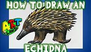 How to Draw an ECHIDNA