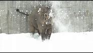 Elephants enjoy snow at the Oregon Zoo