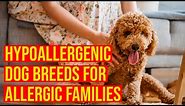 10 Cutest Small Hypoallergenic Dog Breeds For Allergic Families