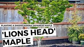 How to Plant a Shishigashira Lion's Head Japanese Maple // Coast to Coast Home and Garden 🌳💚