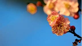 Are There Peach Flowers? - Essential Garden Guide