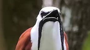 Angry bird with moustache