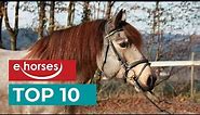 Top 10 rare horse breeds