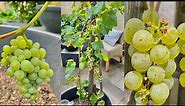 How to Grow Grapes in Containers Bear more Fruit
