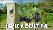 How to build a Grape Vine Trellis