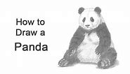 How to Draw a Panda (Sitting)