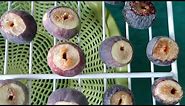 anjeer dry fruit making process || how to dry anjeer at home || how to dry figs easy || World Info