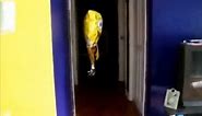 evil spongebob balloon