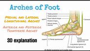 Arches of Foot | Longitudinal and Transverse Arches | Complete 3D explanation