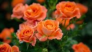 Miniature Rose | Petitti Garden Centers