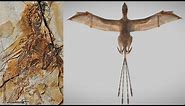 Ambopteryx longibrachium - a dinosaur with bat-like wings