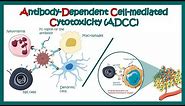 Antibody Dependent Cell Mediated Cytotoxicity (ADCC) | Effector cells in ADCC response